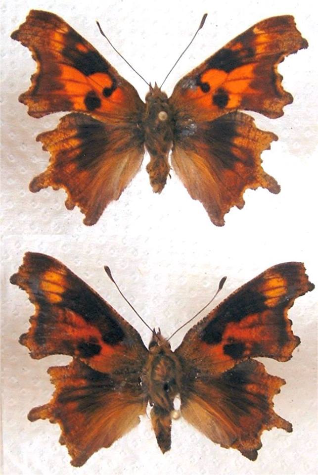 Polygonia c-album (collection of aberrations 2) [Internet image property of respective owner, non commercial use only]